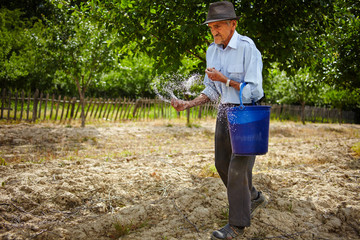 Old farmer spreading fertilizer in orchard