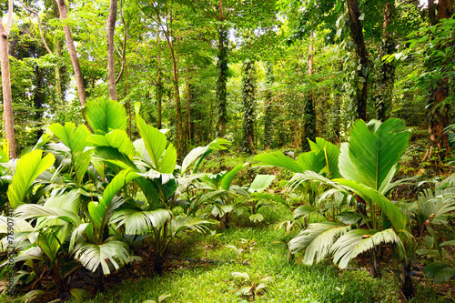 tropikalny-las-tropikalny-w-mahe-wyspie-seychelles