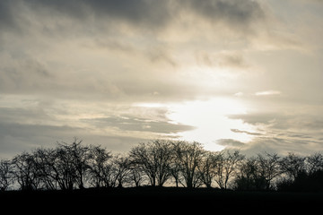Wall Mural - trees in a winter sunset