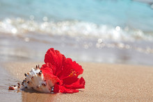 Red Hibiscus On The Beach