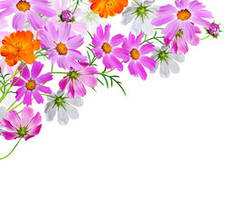 Wall Mural - cosmos flowers