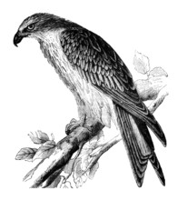 19th Century Engraving Of A Kite Hawk