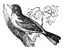 Victorian Engraving Of A Baltimore Bird.