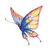 Fototapeta Motyle - butterfly423