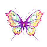 Fototapeta Motyle - butterfly424