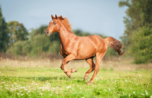 Beautiful Red Horse Running On The Pasture In Summer