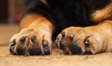 Dogs Paws