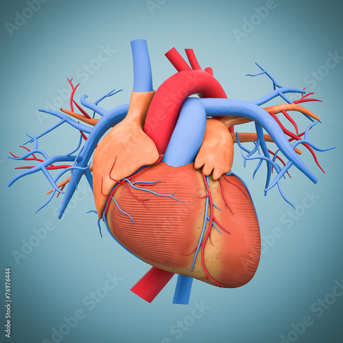 Naklejka - mata magnetyczna na lodówkę model of heart