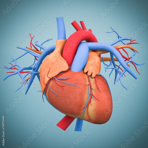 Naklejka na drzwi model of heart