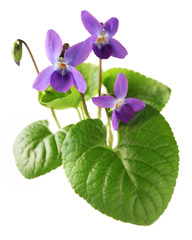sweet violet, viola odorata isolated on white background