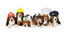 Row Of Puppies Wearing Work Hats