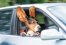 Funny Basset Hound With Ears Up Driving In A Car
