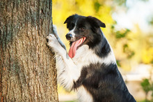 Border Collie Standing Near A Tree In The Park In Autumn
