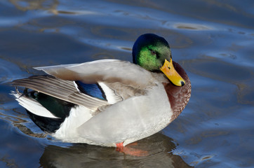 Wall Mural - Mallard Duck Resting on the Water