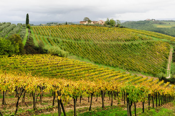 Wall Mural - Colline toscane 7