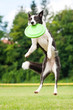Border collie dog catching frisbee in jump