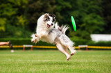 Fototapeta Konie - Border collie dog catching frisbee in jump