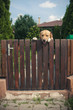 Labrador dog peeping from behind a fence