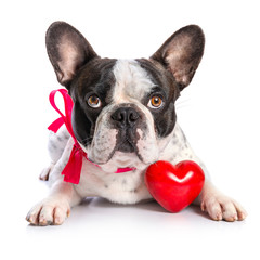 Wall Mural - Cute french bulldog with a red heart isolated on white