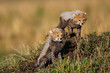 Cheetah cubs, 7 weeks old