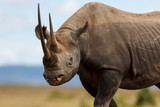 Fototapeta Sawanna - Portait of Black Rhino Karanja