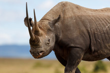 Portait Of Black Rhino Karanja