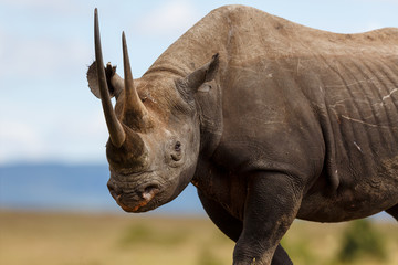 Portait of Black Rhino Karanja