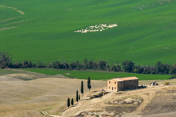 Wall Mural - Collina toscana 12