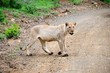 Löwin unterwegs im Krüger Narionalpark - Südafrika