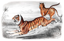 Victorian Engraving Of A Tiger.