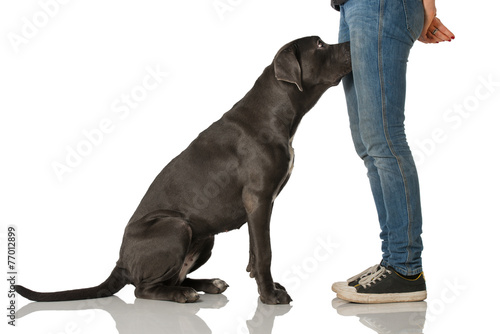 Hund steckt Kopf zwischen Beine kaufen Sie dieses Foto und finden Sie