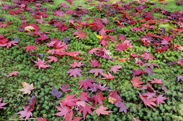 Wall Mural - Ginkakuji Precinct Garden