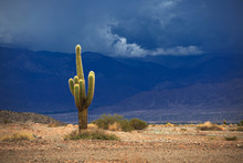 Cactus. Los Cardones National Park In Northern Argentina