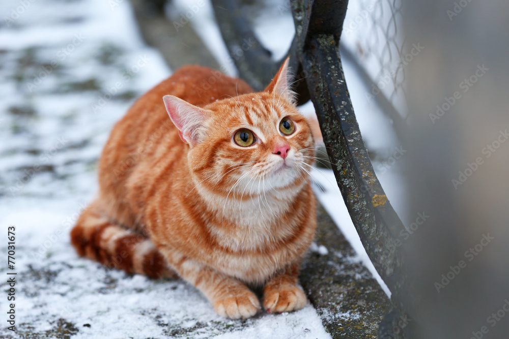 Red cat on fence with snow background