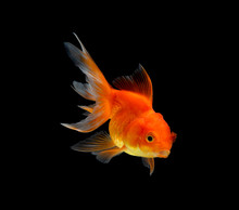 Gold Fish Isolated On Black Background