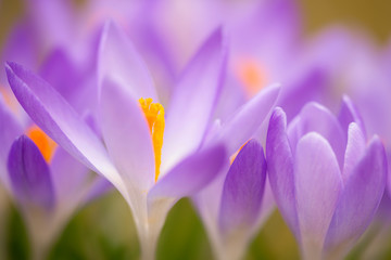 Fototapeta słońce ogród kwiat lea przebudzenie wiosny