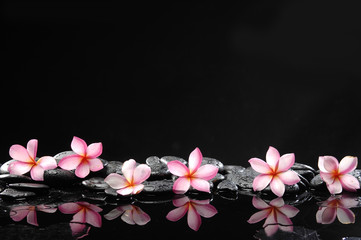 spa concept-six frangipani and wet stones