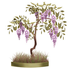 Bonsai Potted Tree With Flowers Of Wisteria Glicinia Isolated