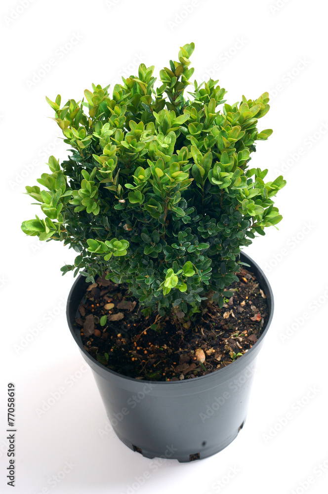 Buxus sempervirens in a pot - obrazy, fototapety, plakaty 