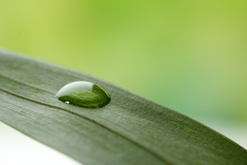 Poster - Dew drop on leaf on light background