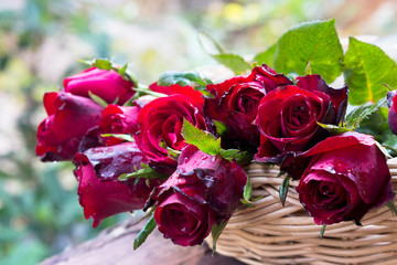 Red rose in basket