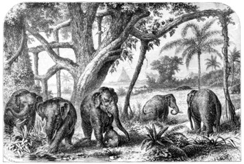 Fototapete - Victorian engraving of a  herd of elephants