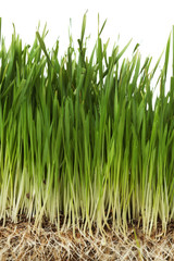 Wall Mural - grass