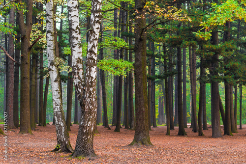 Naklejka na szybę birch trees in a mixed forest at dawn