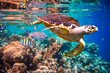 canvas print picture - Hawksbill Turtle - Eretmochelys imbricata