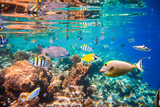 Fototapeta Do akwarium - Tropical Coral Reef.