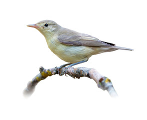 Poster - Chiffchaff on white