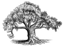 19th Century Engraving Of A Sycamore Tree