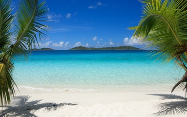 Tropics, Beach, Palm Trees