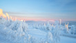 Early pink morning light over the snow trees at lapland